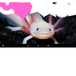 Axolotl fan group for anyone