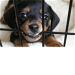 Dog sucirity
