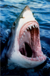 Undead Shark Killers