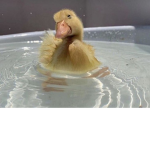 _Duck_Kingdom_