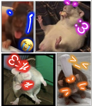 The squirrel rizz