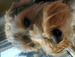 DOGS ARE THE BEST PETS @Doggy.ca