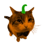 Pumpkin Wawa