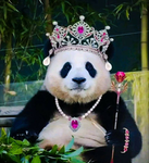 Panda Bambo Squad