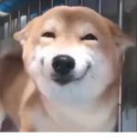 happy dog :D