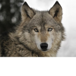 SupaWolfGamer