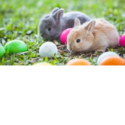 save the bunnys