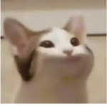 P0Pcat army