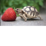 Iliketurtles Meow