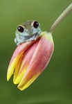 monarch frog