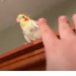 Mango Bird Community