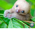 Sloth Army! Sloths For Life!