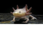 LIZARD AND AXOLOTL CLOTHING STORE