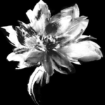 plumwrkia '