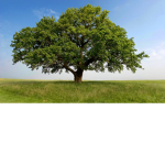 Trees Are The Best