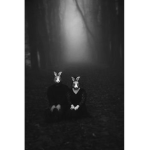 The cult of rabbits and nature
