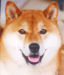 the cool doge :)