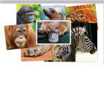the animallovers!!!!!