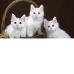 Cat PawPower