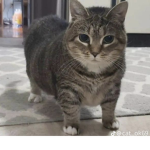 blckcat group