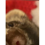 RAT CLUB!!!