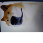Doge eats doge