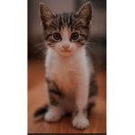 Island KAT