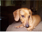 awesome biscuit weiner dog group