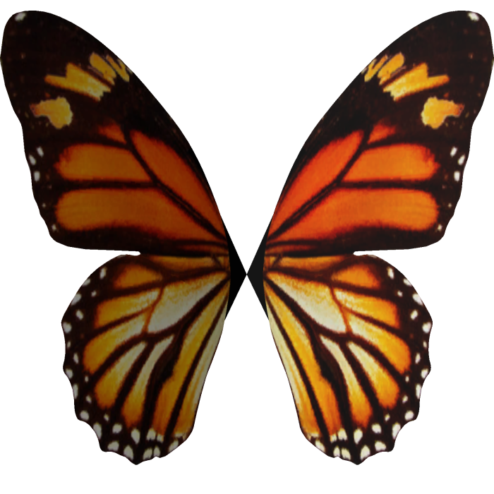 small orange butterfly wings