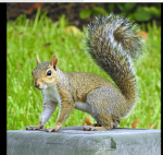 Chipmunk nation