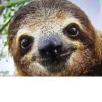 #TeamSlothLifeForever