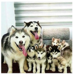 HUSKY CLAN (yay)