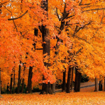 “autumn.”