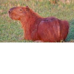 Capybara fan group for fans for the capybara on yt