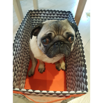 Ellie The Pug Fan Club