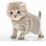 CUTEST CATS