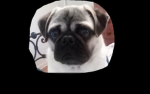 Marsha puppy
