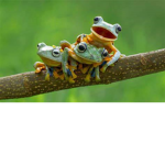 The Frog And Egg Cult.