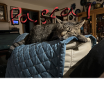 I love my kitties!