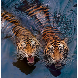 Donations to Save Tigers!