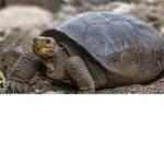 Tortuguitas BR