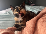 B̷E̷S̷T̷I̷E̷S̷~C̷L̷U̷B̷