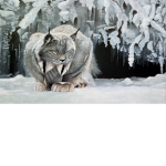 // Lynx the cute animal //