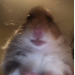 rats rats rats rats rats rats rats