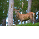 The official deer kingdom