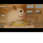 HamHam Hamster Squad <3