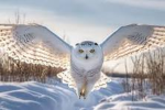 Gangsta owl fam