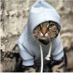 cool_catkid_boii
