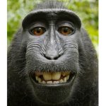 Monkey gang!!!!