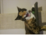 Makinkie